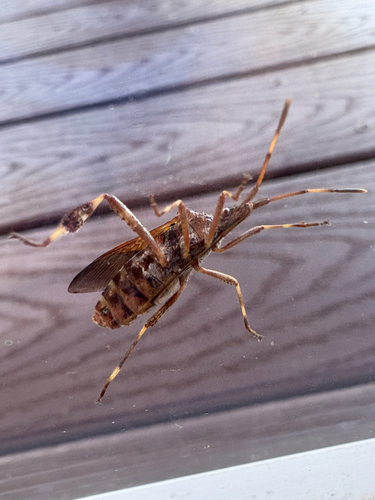 Western Conifer Seed Bug