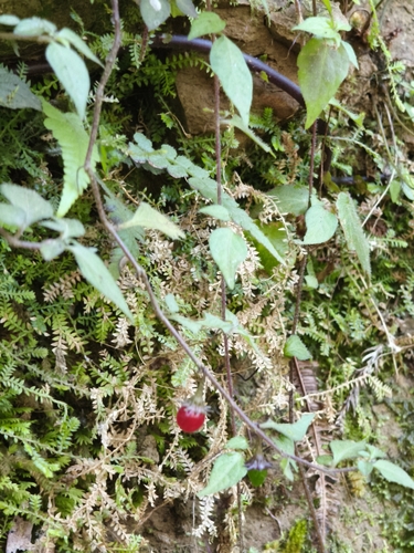 Lycianthes lysimachioides observed 2026-09-23