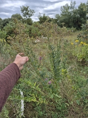 (c) Sam Turner, some rights reserved (CC BY) Desmodium canadense, photograph (c) Sam Turner, some rights reserved (CC BY)