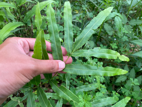 Pteris cretica observed 2026-09-22