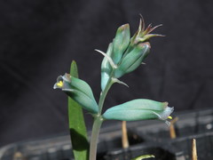 Lachenalia viridiflora