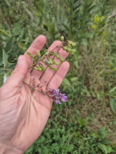 Desmodium canadense, photograph 4