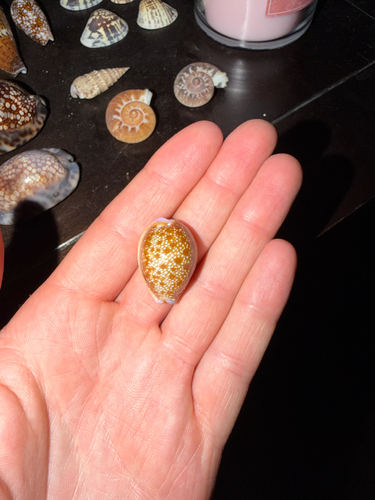 Cypraea helvola observed 2026-09-22
