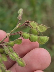 (c) Sam Turner, some rights reserved (CC BY) Desmodium canadense, photograph (c) Sam Turner, some rights reserved (CC BY)