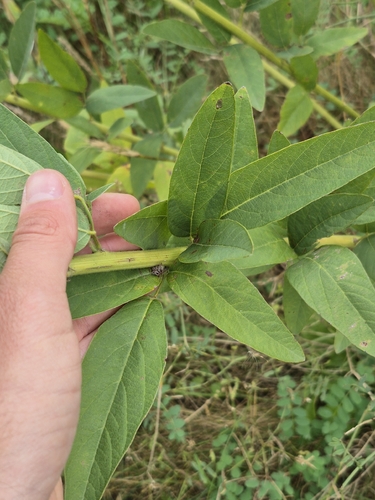 Desmodium canadense, photograph 6