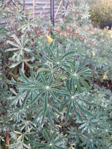 Riverbank Lupine