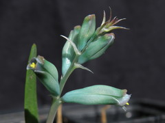 Lachenalia viridiflora