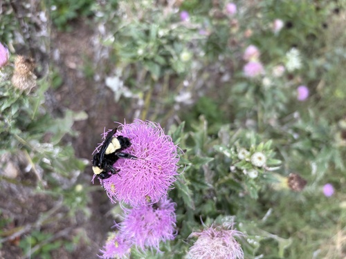 American Bumble Bee
