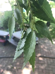 Zelkova