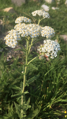 Achillea millefolium