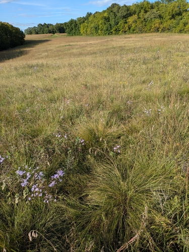 prairie dropseed