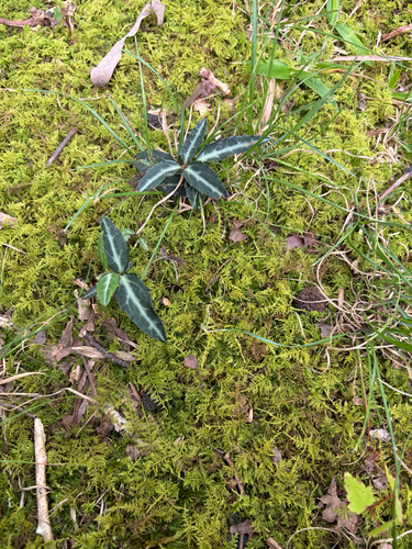 Chimaphila maculata, photograph 4