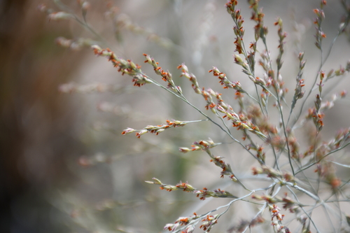 switchgrass
