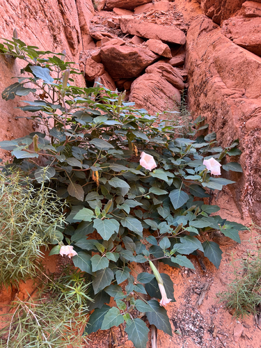 Sacred Datura