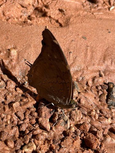 Tailed Cecropian