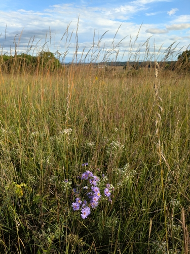 smooth blue aster