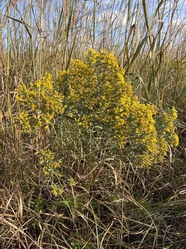 Prairie Goldenrod