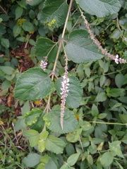 Aloysia scorodonioides
