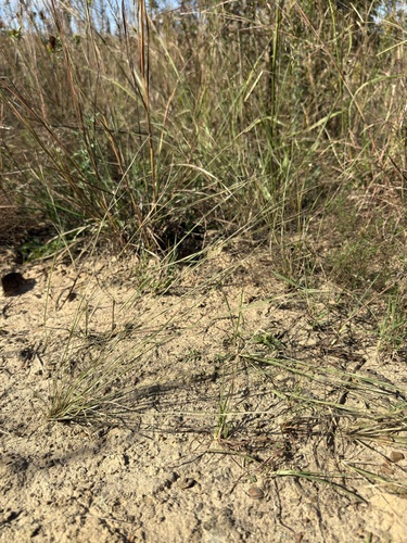 Aristida dichotoma, 2026-09-22