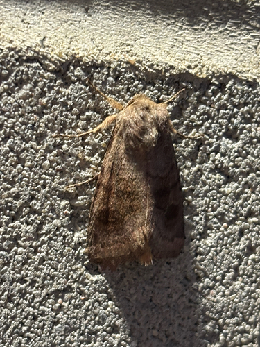 Bronzed Cutworm Moth