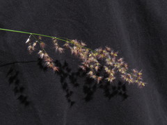 Melinis repens repens