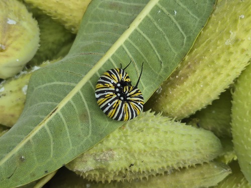 Monarch