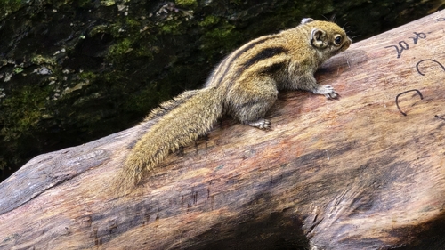 Tamiops swinhoei observed 2026-09-23