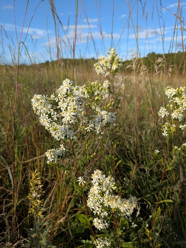 Arrow-leaved Aster