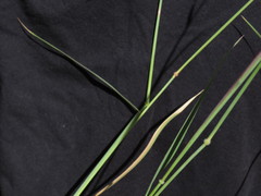 Melinis repens repens