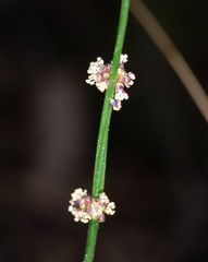 Amperea xiphoclada