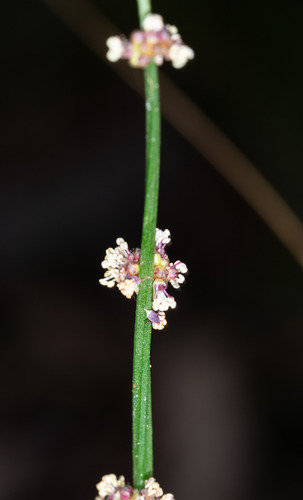 Amperea xiphoclada, photograph 2