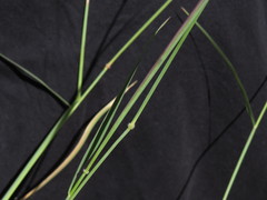 Melinis repens repens