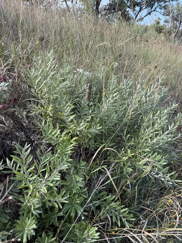 Dwarf Prairie Willow