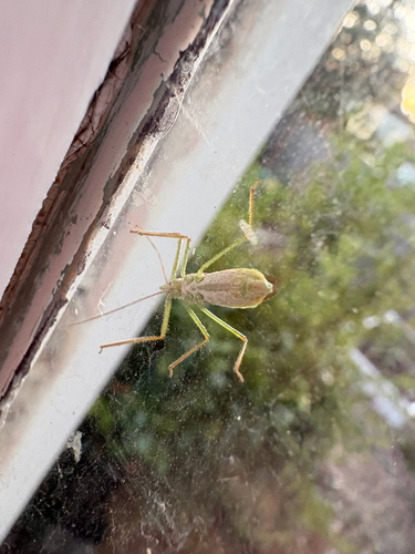 Leafhopper Assassin Bug