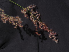 Melinis repens repens