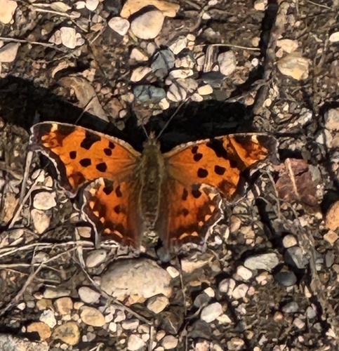 Eastern Comma