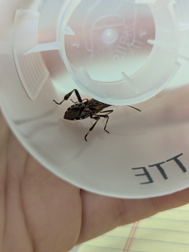 Western Conifer Seed Bug