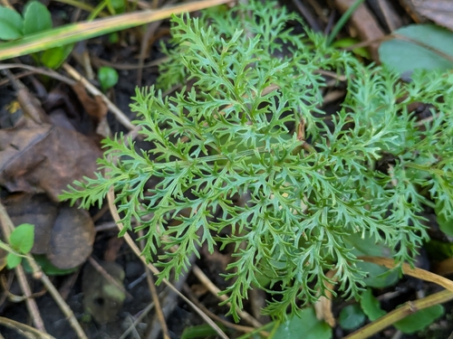 cut-leaved grapefern