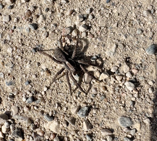 Forest Wolf Spider