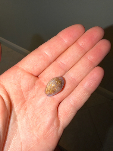 Cypraea poraria observed 2026-09-22