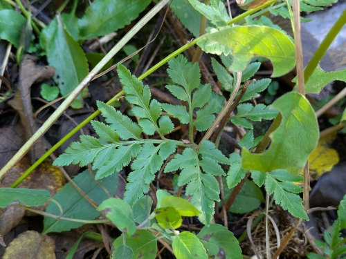 bronze fern