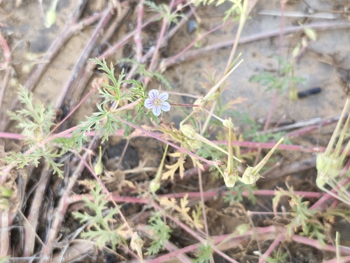 Stephan's Stork's-bill