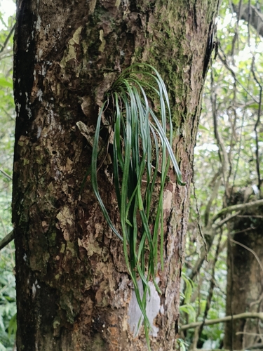 Haplopteris flexuosa observed 2026-09-22