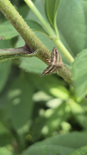 Orosanga japonica