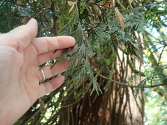 Thuja plicata, photograph author not stated, no rights reserved