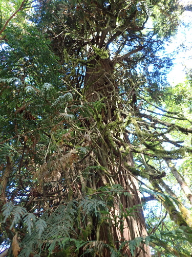 Thuja plicata, photograph 6