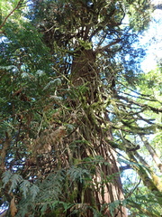 Thuja plicata, photograph author not stated, no rights reserved
