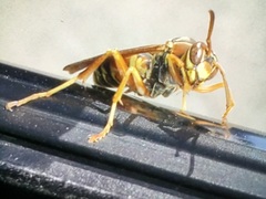 Polistes instabilis