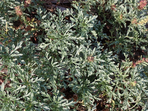 Ambrosia chamissonis