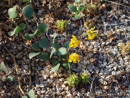 Abronia latifolia, photograph 3
